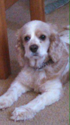 harness_paula's profile picture. 