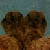 Footpaw Lover #4528 (@adsongr) Twitter profile photo Footpaw Lover #4528 (@adsongr) Twitter profile photo