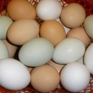 Rural Lakeside Chicken Farm raising Organic Free Range Chickens. Our chickens roam freely in our land & gardens foraging herbs and bugs to their hearts content.