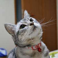 針谷順子 (@softballjun) 's Twitter Profile