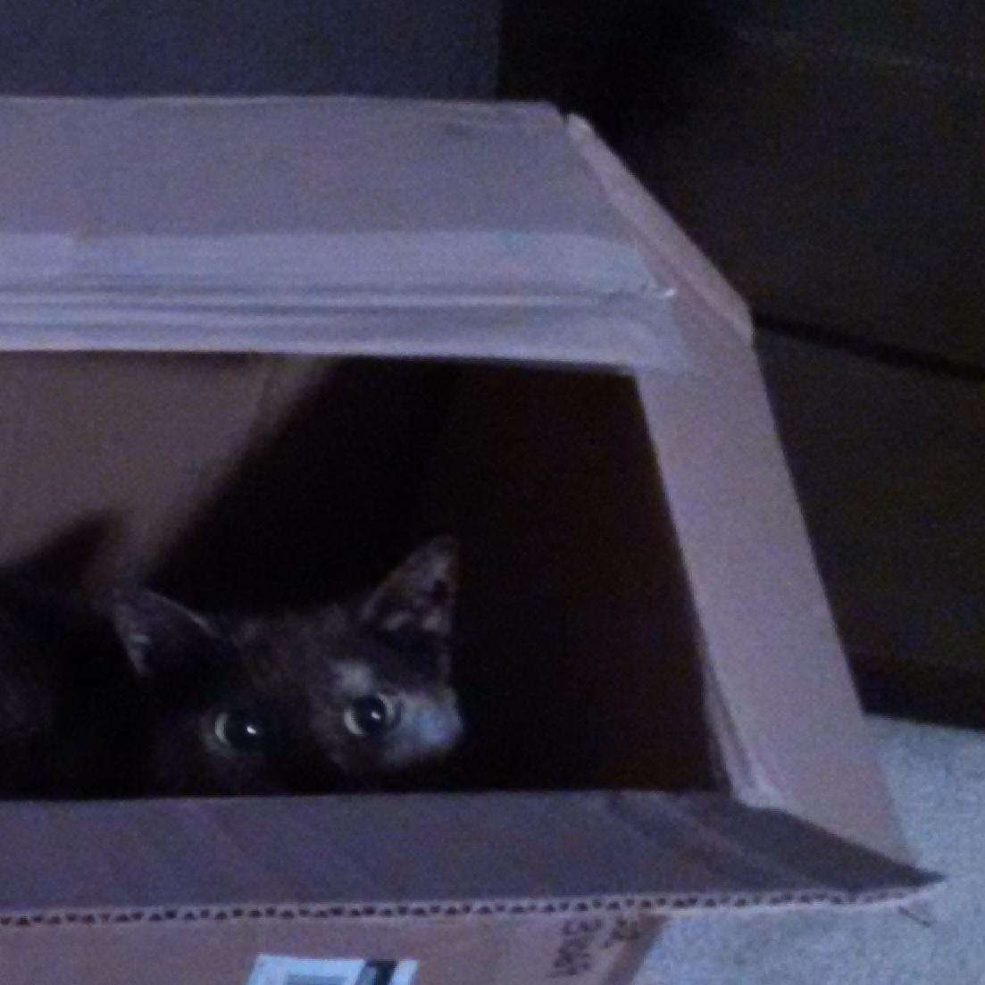 crazycatlaydie's profile picture. I am a long time wow player with a love for the cute and for pepe.  I am a crazy cat lady as well, don't let pepe distract you from that.