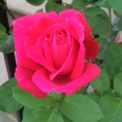 lorenarose's profile image