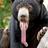 Marderhund_0