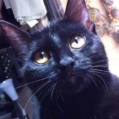 BoBoTheCrazy's profile picture. I'm BoBo. i cant hear, but i think my people are always yelling things at me.I spend my time on the chair in the kitchen or on the left side of the couch.