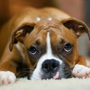 We post cute pictures and sayings about boxers. We will also feauture your pups!