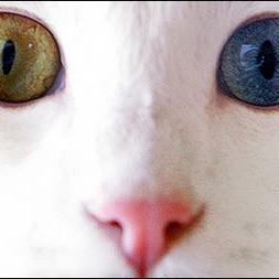 Criadero de Gatos exóticos Cat Ankara
Nueva camada de gatos de Angora Turcos
Único criadero de la zona, segundo criadero del País!