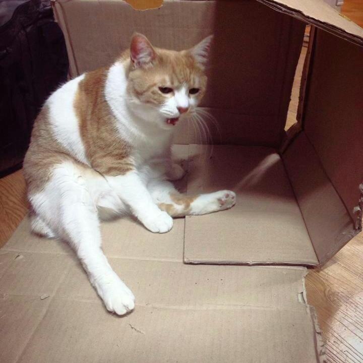 naviya06's profile picture. 고3잉여.할많하않
냥덕.개덕.동물덕.털덕.