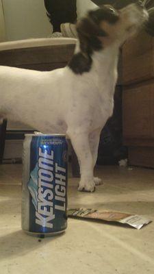 Just a slutt pullin, blunt Rollin Beagle.