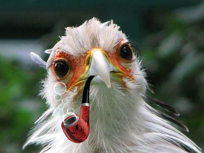 Piulo a totes hores sense quedar-me afònic.
Català i de pluma caduca.