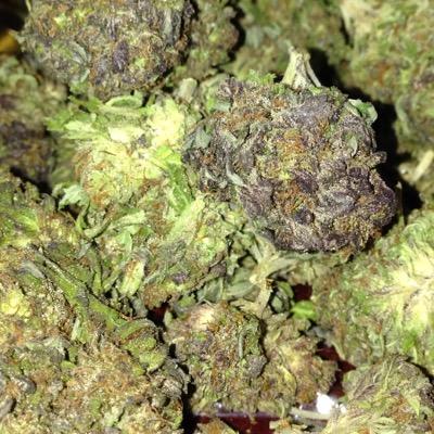 pretty much a scumbag - smoke dope, get laid
