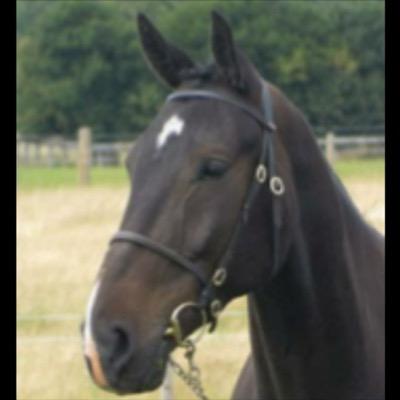 Horse Transport, Loading Practice, Clipping, Holiday Livery and Other Services