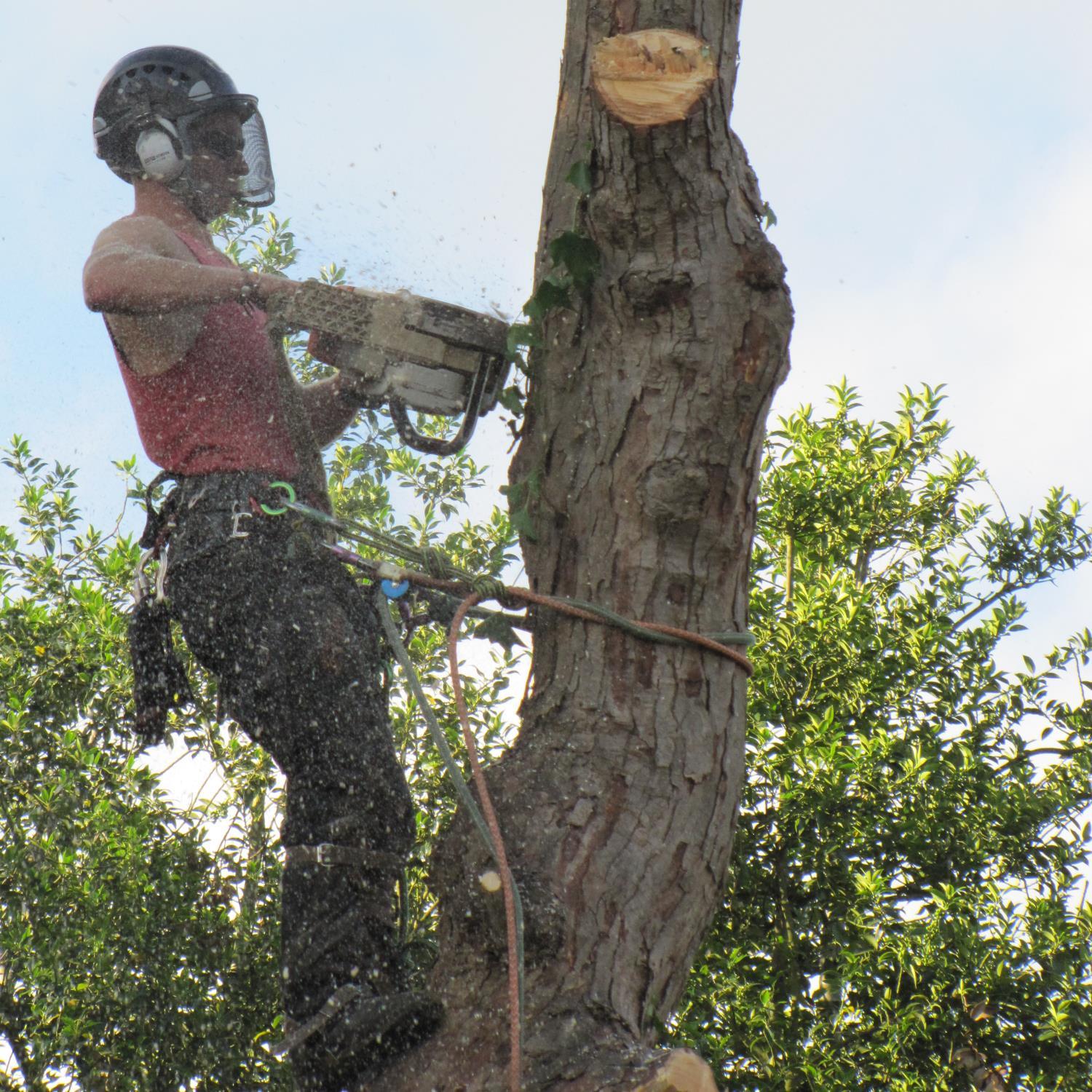 Brighter Outlook is the UK’s leading tree surgery company. Professional and quality tree work at competitive prices. Free quotes. NPTC qualified.
