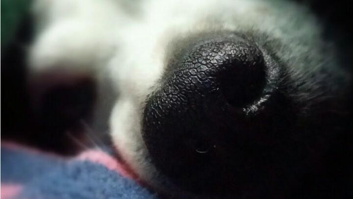 DogPsyche's profile picture. Crazy Dog Lady (qualified behaviourist) & tech geek.