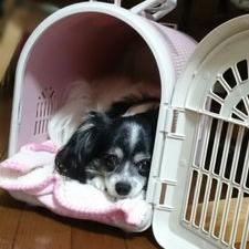 あだちかなこ