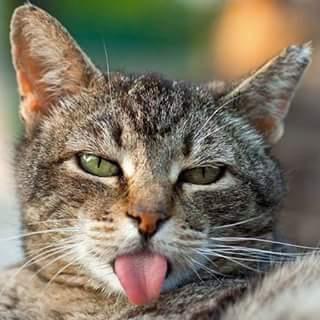 Neil_Revilla_Sa's profile picture. Vivo la felicidad, no la busco :D