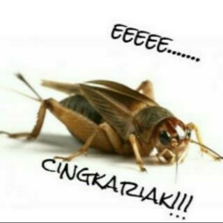 Haha No coment Cuman Buat Tickha