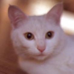 mayranma Profile Picture