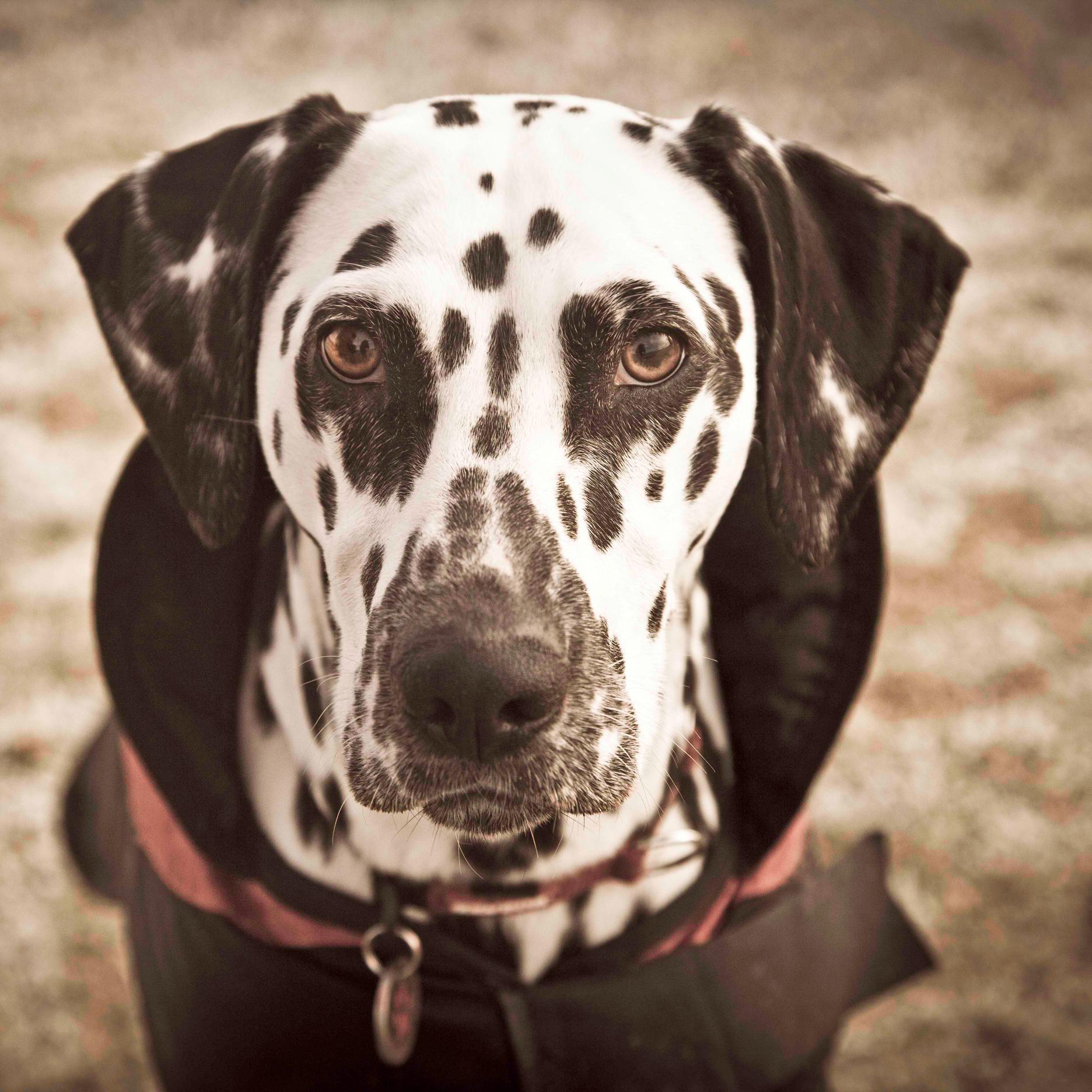 Pet Photography Berkshire