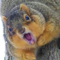 Library Writers Blog (@librarycfp) 's Twitter Profile