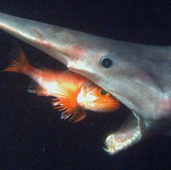 luft_lilie's profile picture. i don't get twitter