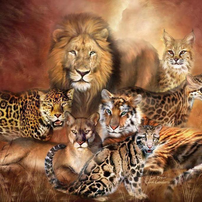 You will find here most amazing animals nature pictures and stuff