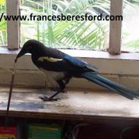 Frances Beresford (@franberesford) 's Twitter Profile