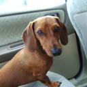 Lois Vick - @dachshundmother - Twitter