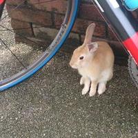 いえてー (@loadie_ai) 's Twitter Profile