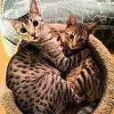 Isaiah Anthony - @yonungmoney730 - Twitter