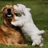 Connecting people who want to walk a dog with those who have a dog to walk. Free to signup.