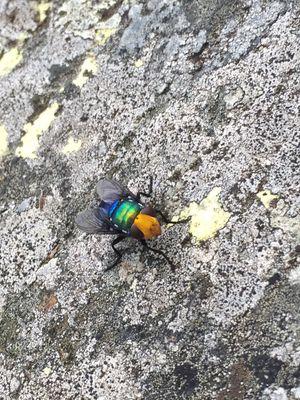 PedroRevollo's profile picture. 