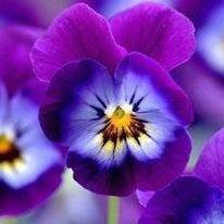 lerdal2015's profile picture. 