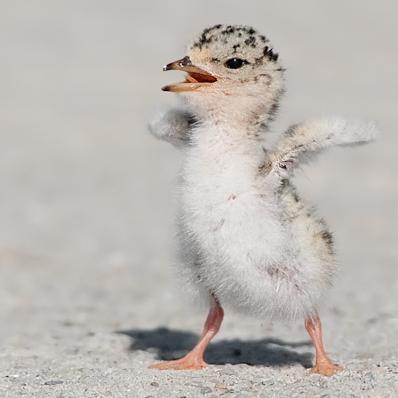 Interior Least Tern Ileasttern Twitter