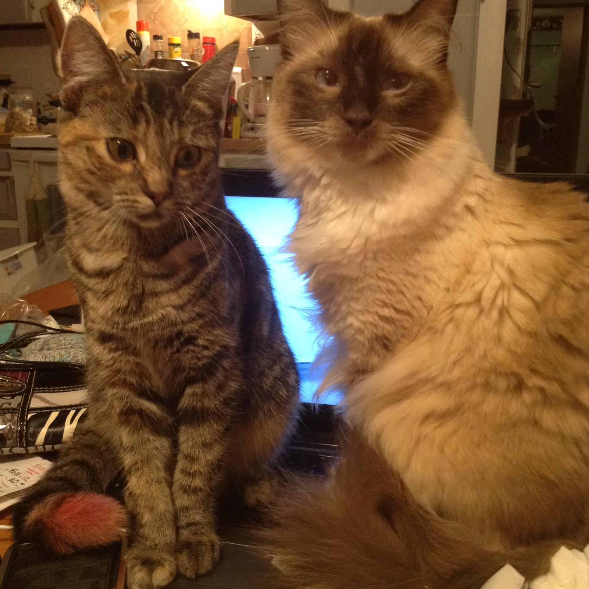 IluvTheMend2014's profile picture. Single mom loves daughter, animals, music, photography and diy