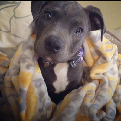 Posting Pictures of the best Breed of dog, we claim no right to these pictures. Submit pictures to pitbulls685@gmail.com