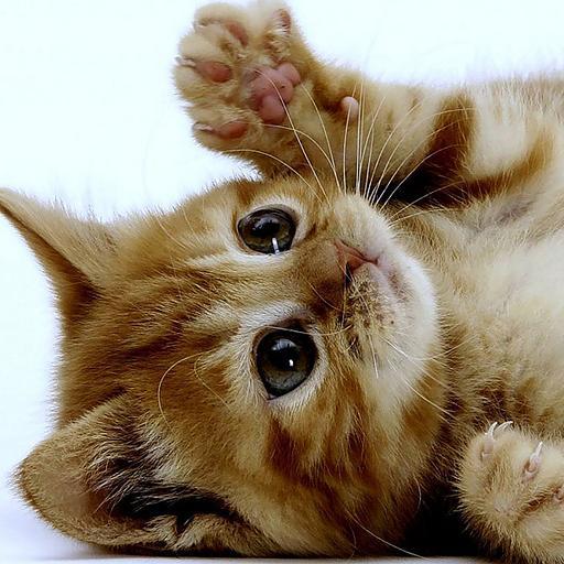 matlise2's profile picture. 