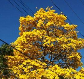 141269's profile picture. Venezolana