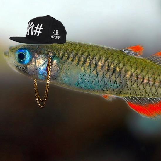 Scaturiginichthys Vermeilipinnis, #CriticallyEndangered