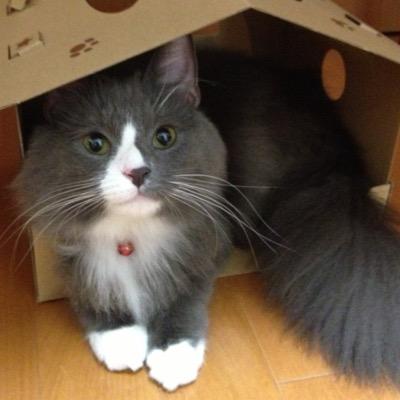 ミーさん。と、こだまちゃん。さんのプロフィール画像