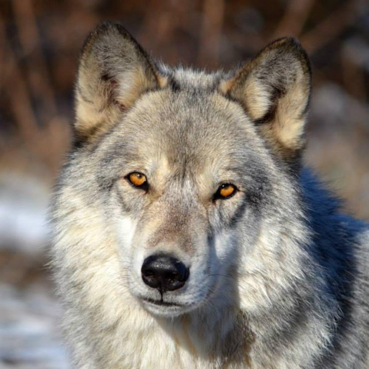 A 501(c)3 non-profit to further educate the public on the importance of wolves in the wild through education and exposure. http://t.co/uJzJVwXd4k