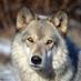 Wolf Hollow (@wolf_hollow_ma) Twitter profile photo Wolf Hollow (@wolf_hollow_ma) Twitter profile photo