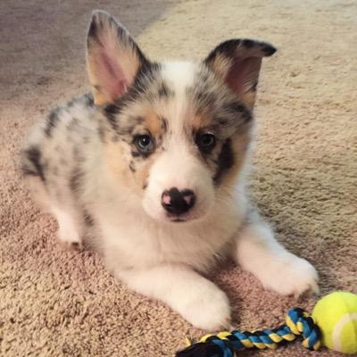 75% Pembroke Welsh Corgi, 25% Cardigan Welsh Corgi, 100% Adorbs