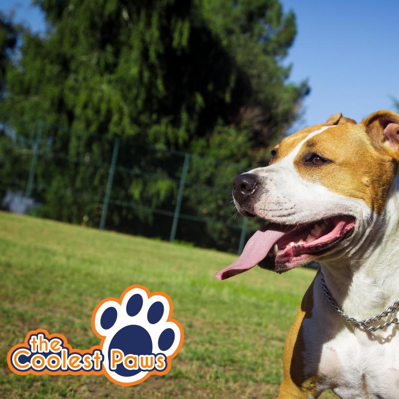 TheCoolestPaws's profile picture. 