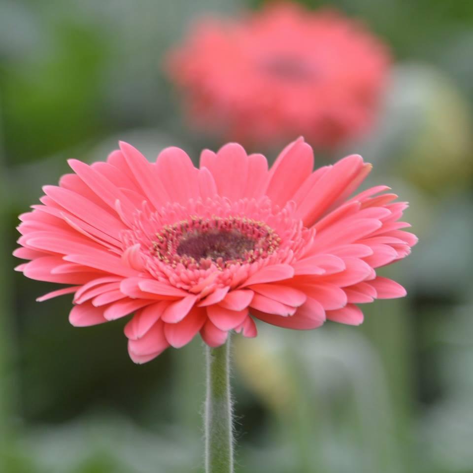 E_Floral Profile Picture