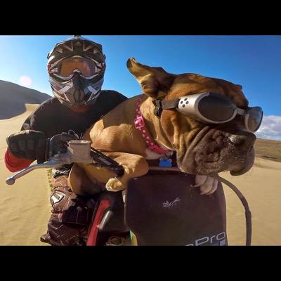 yvesasap's profile picture. Self employed since 1995, both my companies are involved in the overseas export of wood. Foodie and Harley lover.