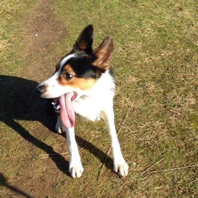 IndieBabyPup's profile picture. I am Indie the Border Collie 1 year old pup! I LUFF my tennis ball and seein how high I can jump! I have a norty beagle brufur Darwin! Member of #colliecrew