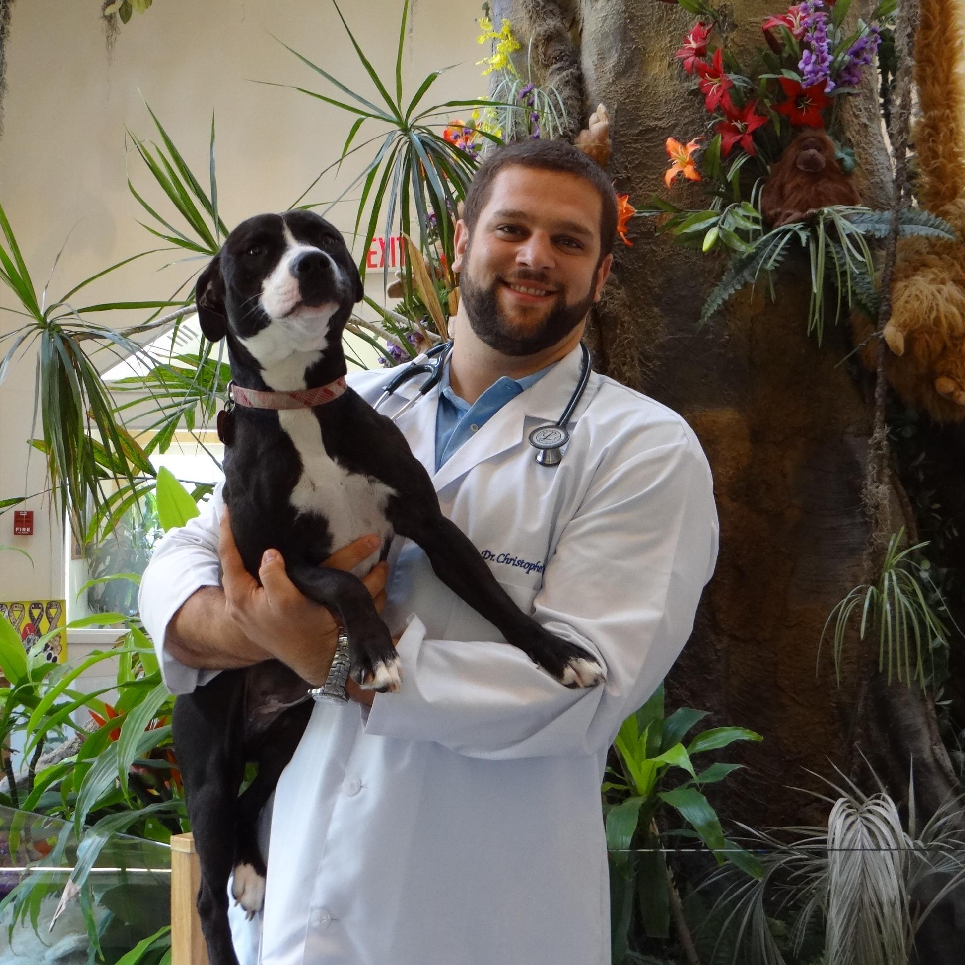 veterinary hospital, veterinarians, veterinary technicians, receptionists, love cats and dogs, 24 hour nursing care