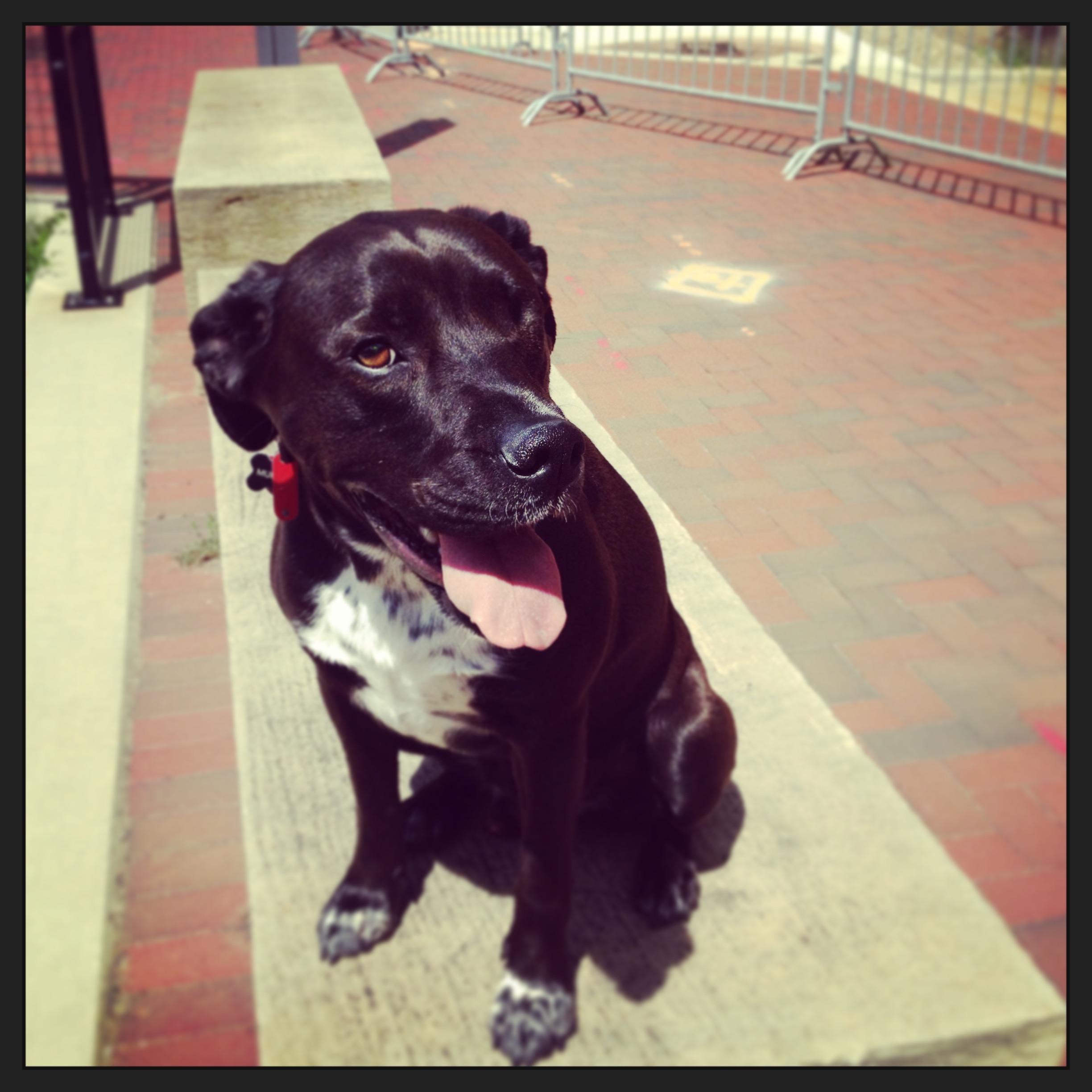 Mumford's Barkery, LLC provides freshly baked pet treats and quality handmade pet accessories, as well as products from brands we believe in.