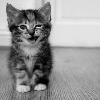 Cutest cats all over Twitter! If you would like to send us pictures of your cute feline friend for them to be shown on this page email us at cats6692@gmail.com