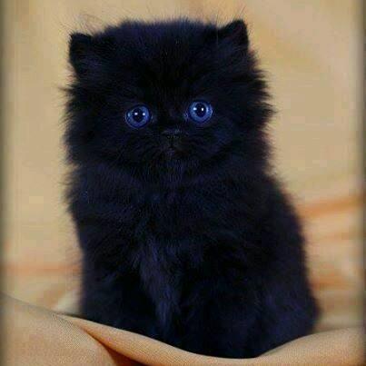 acollo212's profile picture. 